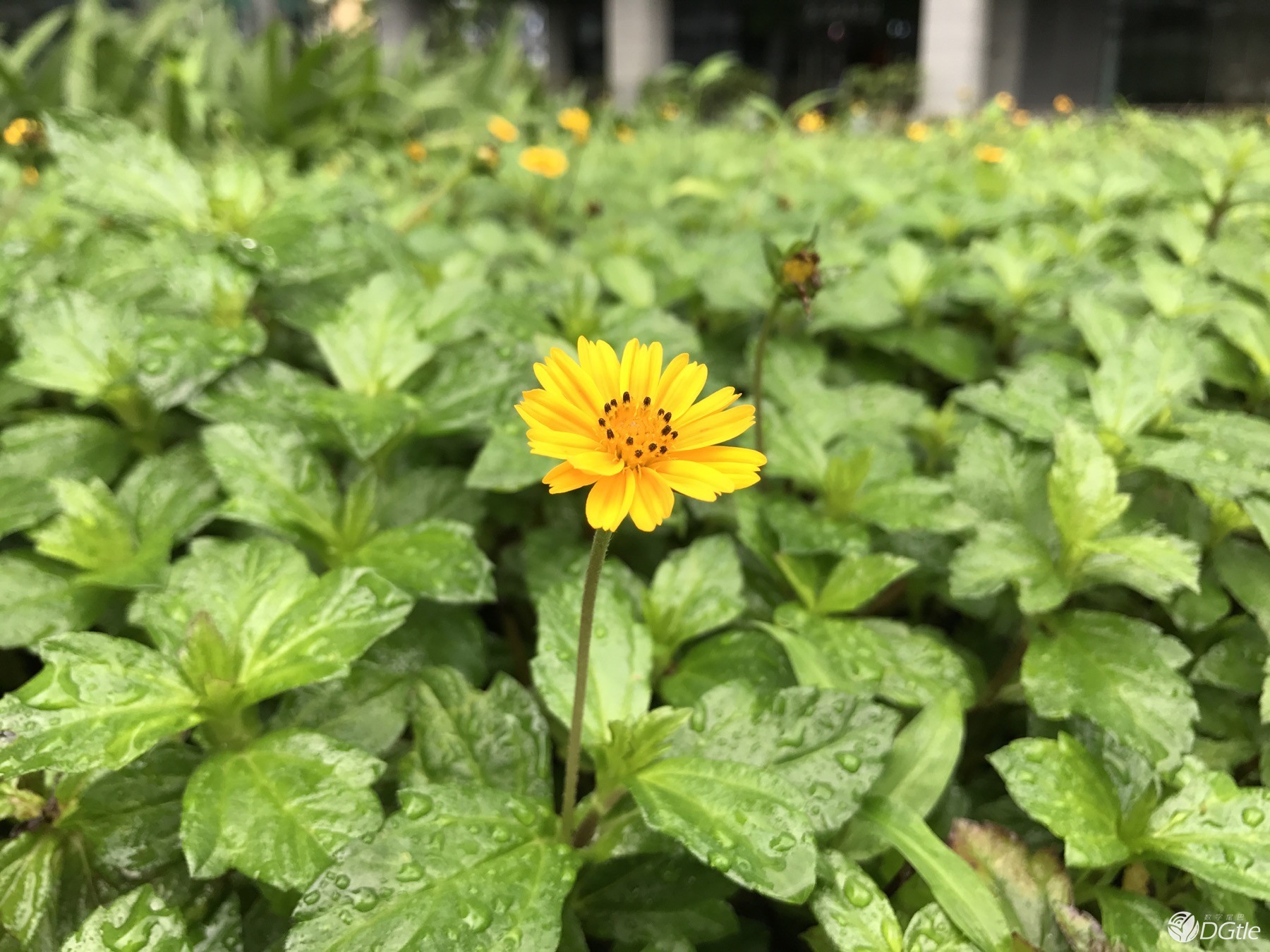 双摄之争 华为Mate 9与iPhone 7 Plus拍照对比 智能公会