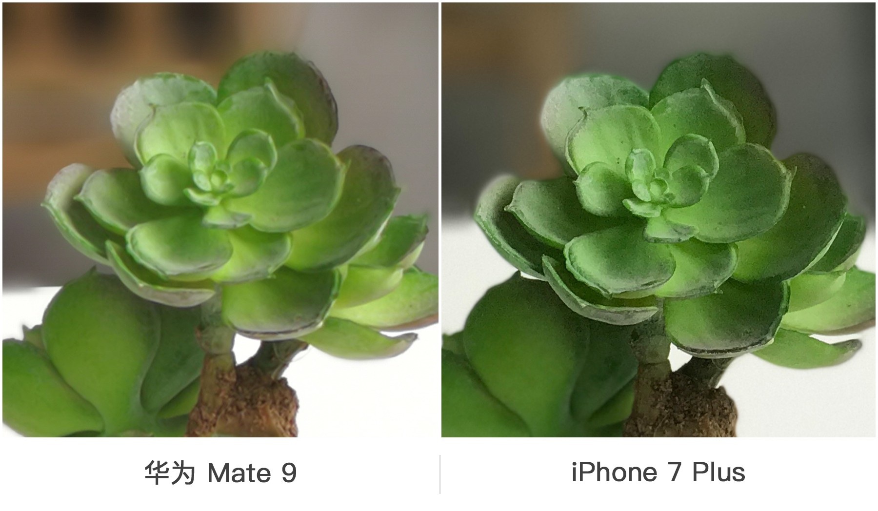 双摄之争 华为Mate 9与iPhone 7 Plus拍照对比 智能公会