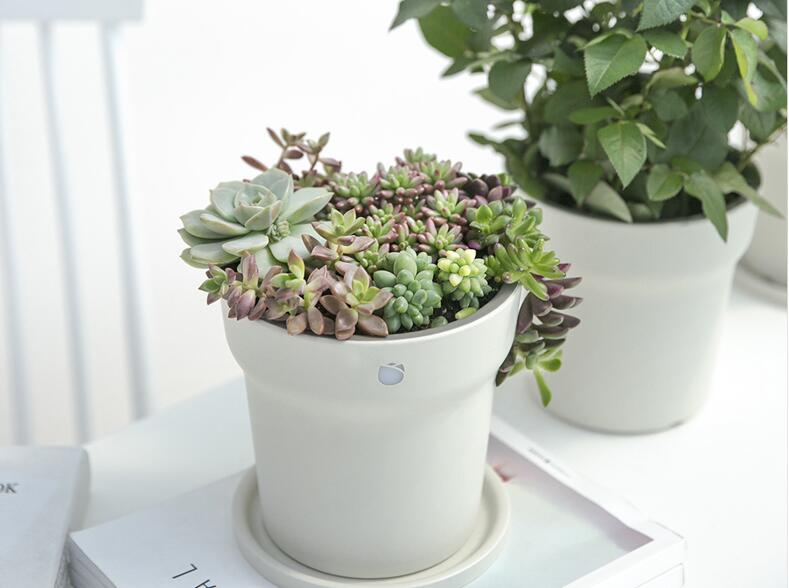 你的蛙儿子告诉你，生活孤单但你并不孤独 智能公会