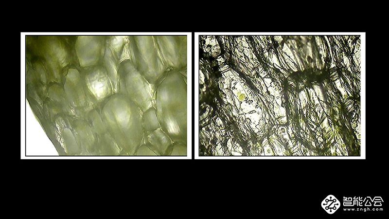 同样是苹果，经历了168小时之后，你为何腐烂的如此的突出 智能公会