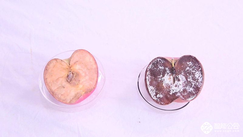 同样是苹果，经历了168小时之后，你为何腐烂的如此的突出 智能公会