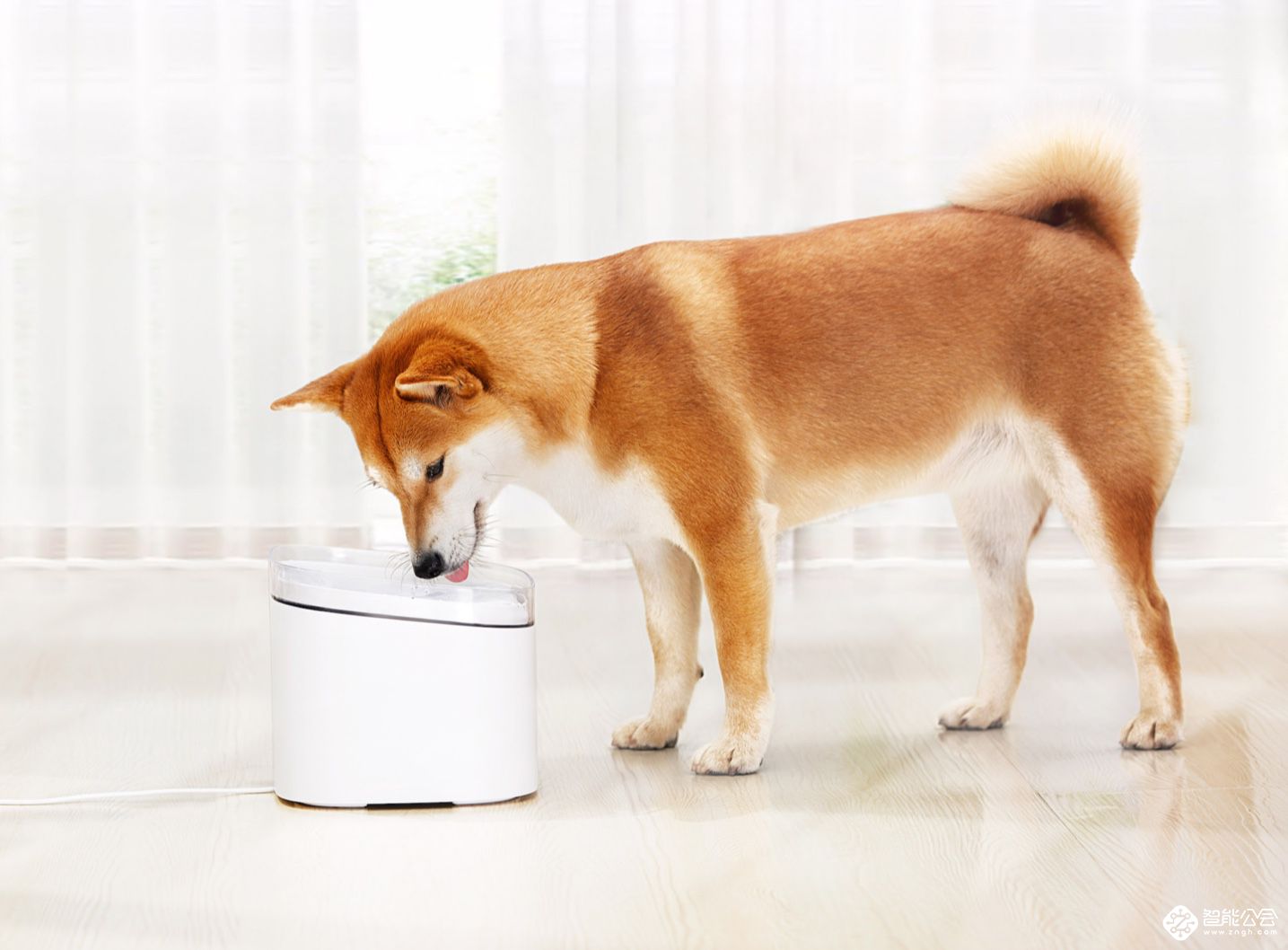年度养宠神器 小米有品众筹99元宠物饮水机 智能公会