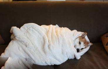 你已经那么痒了，还在允许它们造作 智能公会