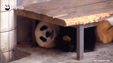 大型爬墙现场｜是什么让小编粉了它之后就抛弃了大熊猫 智能公会