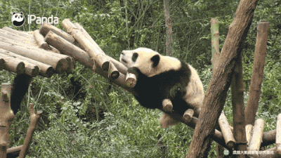 大型爬墙现场｜是什么让小编粉了它之后就抛弃了大熊猫 智能公会