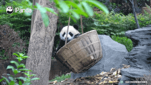 大型爬墙现场｜是什么让小编粉了它之后就抛弃了大熊猫 智能公会