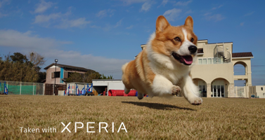 像微单操作的5G手机！索尼Xperia 1 II 和 Xperia 5 II 发布 智能公会