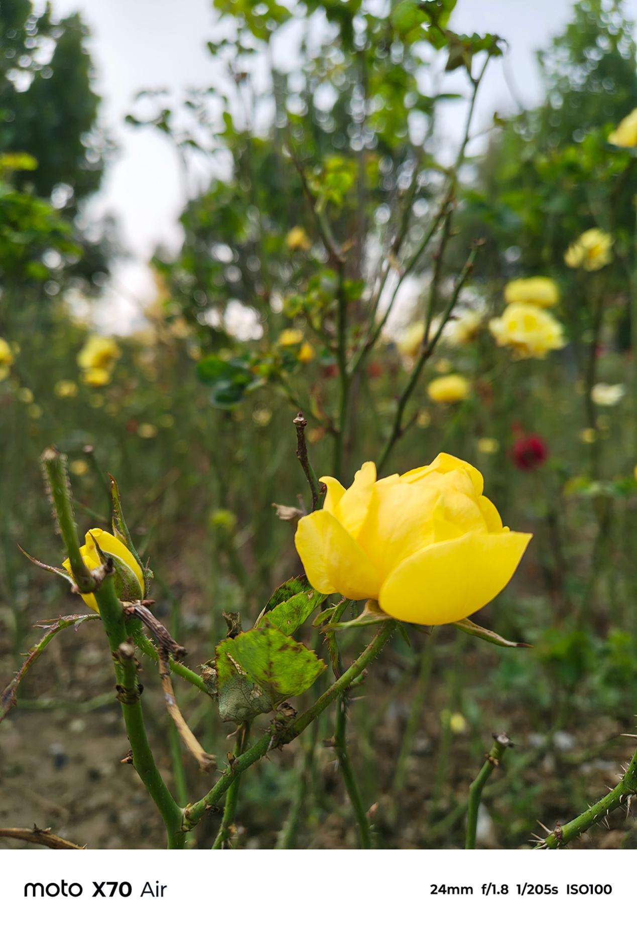 轻薄全能旗舰 体验无短板 联想moto X70 Air AI手机深度评测 智能公会